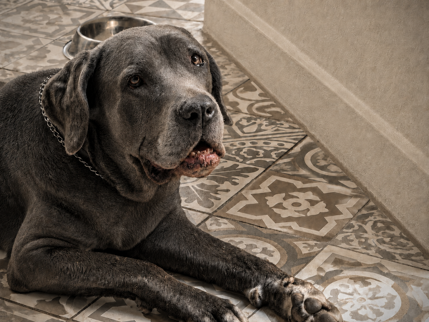Bonachas, mastín napolitano, descansando durante la huelga de las patas