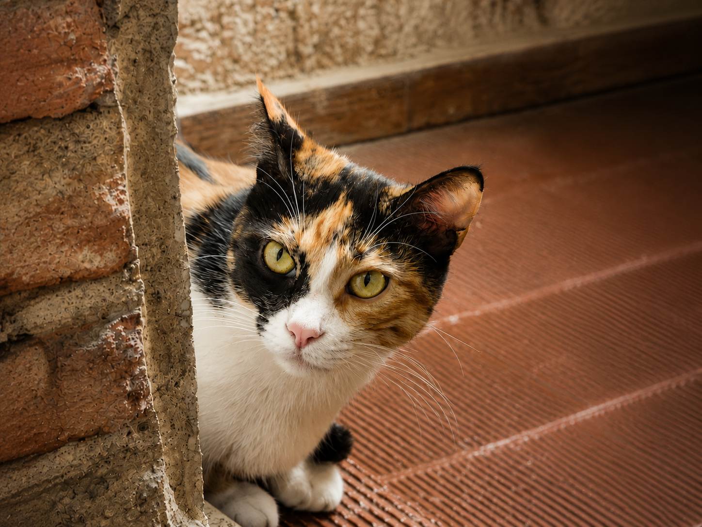 Lúa, gata tricolor, mirando fijamente desde detrás de un muro rústico